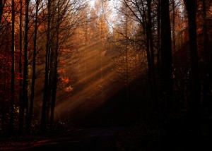 Sunrays In An Autumn Forest_OSG